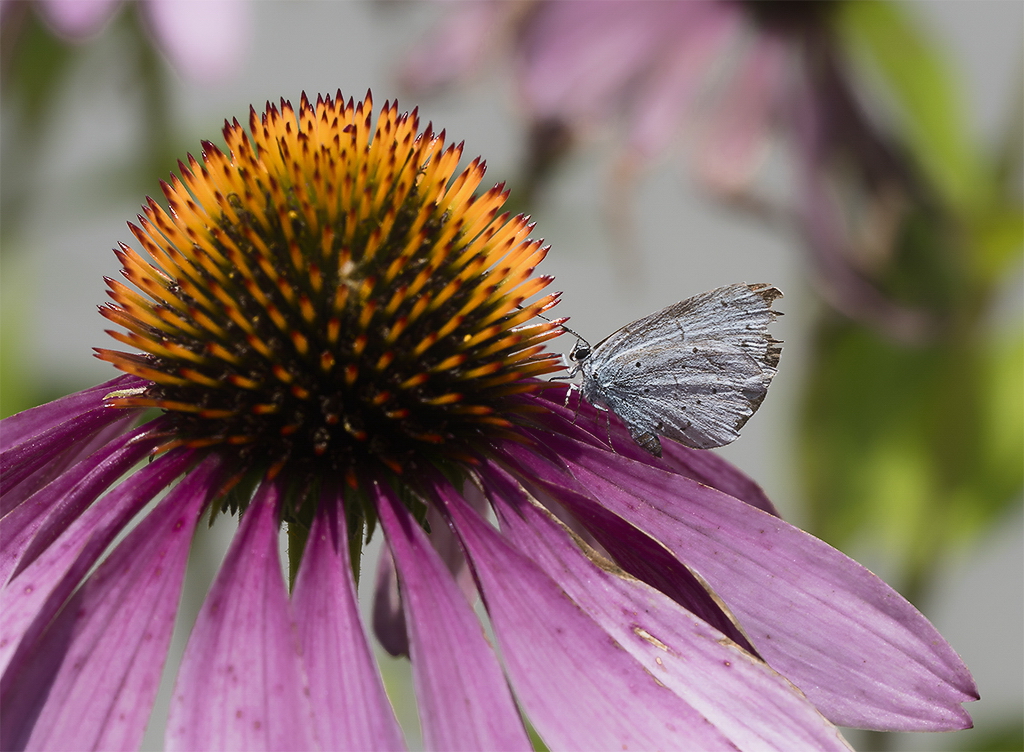 4711 Blume 20150807_0002 als Smartobjekt-1 Kopie.jpg